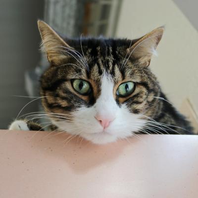 Zimba